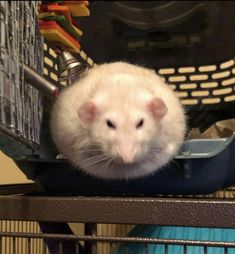 a white rat sitting in a cage with its head sticking out from it's mouth