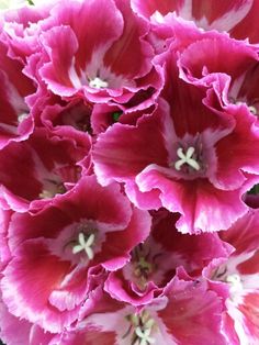 pink and white flowers are in a vase