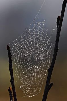 a spider web is hanging from a tree branch with water droplets on it's surface