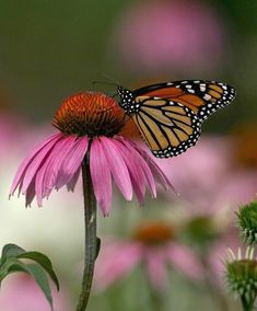 a monarch butterfly sitting on top of a pink flower