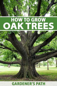 an oak tree with the words how to grow oak trees gardener's path on it