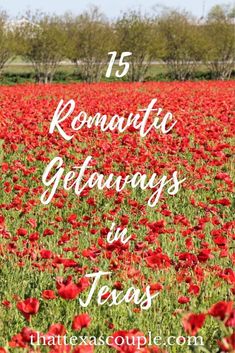 a field full of red flowers with the words ultimate guide to freebiesburg, texas