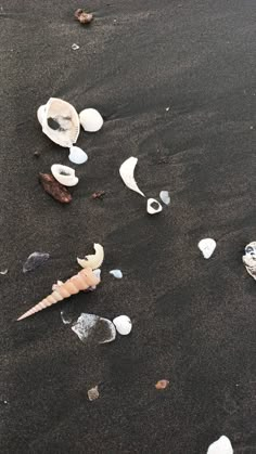 shells and seaweed on the sand at the beach