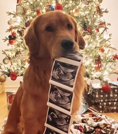 a dog is holding up an x - ray photo in front of a christmas tree