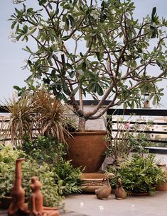 a potted plant sitting on top of a wooden table next to other pots filled with plants