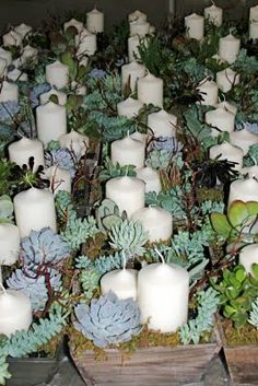 many white candles are surrounded by succulents