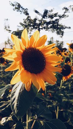 a large sunflower standing in the middle of a field