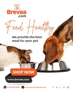 a dog and cat eating food out of a bowl with the caption breva com feed healthy we provide the best meal for your pet shop now