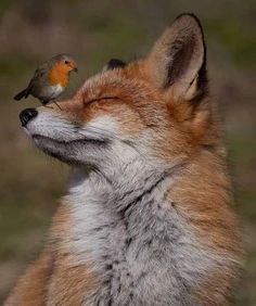 a small bird sitting on the back of a fox's head with it's eyes closed