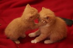 two small kittens playing with each other on a red blanket