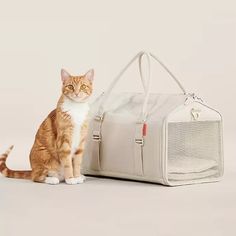 an orange and white cat sitting next to a bag