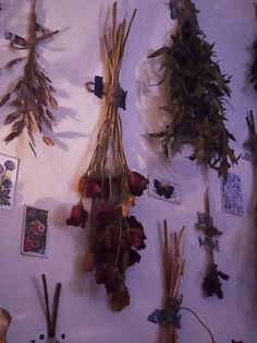 dried flowers are hanging on the wall