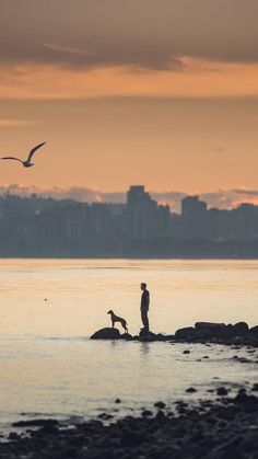 a man and his dog are standing on the rocks in the water at sunset with birds flying overhead