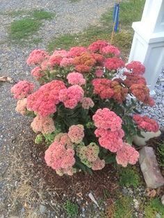 pink and red flowers in front of a white bench on gravel road next to grass