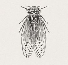 a black and white drawing of a fly insect