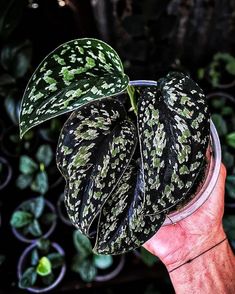 a person holding up a potted plant in their hand