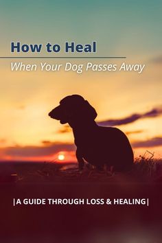 Coping with the Loss of Your Dog, heal after losing a dog, cope with losing a dog, losing a dog, cope with the death of your dog, coping with losing a dog, grief for dog, my dog died, loss of a dog, grieving the loss of a dog, coping with dog loss, how to cope with the loss of a dog, losing my dog, how to deal with the death of your dog Losing Your Dog, The Loss Of A Dog, Loss Of A Dog, Dachshund Puppy Training, Puppy Dog Pictures, Dachshund Training, Cry It Out, Miniature Dachshunds, Dog Essentials