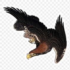 an eagle flying in the air with its wings spread out and it's beak open