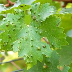 some green leaves with brown spots on them