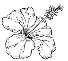 a drawing of a flower that is blooming