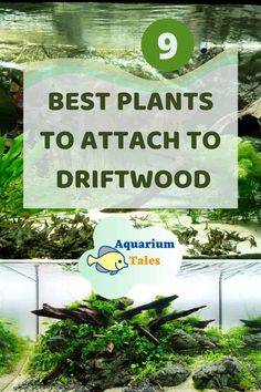 the best plants to attach to driftwood for aquariums and fish tank gardens, with text overlay that reads 9 best plants to attach to driftwood