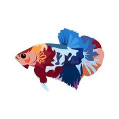 colorful tropical fish on white background royalty illustration