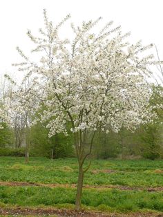 a tree with white flowers in the middle of a field