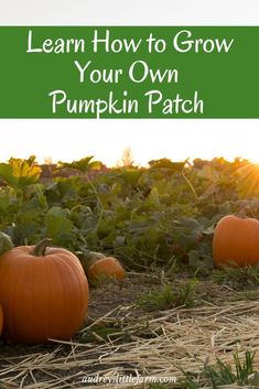 pumpkins in a field with the words learn how to grow your own pumpkin patch