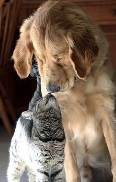 a dog and cat playing with each other