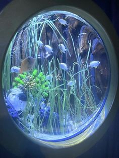 an aquarium filled with lots of different types of plants and fish swimming in the water