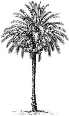 a black and white drawing of a palm tree