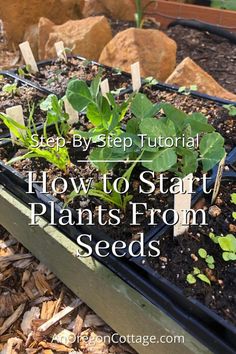 a garden with plants growing in it and the words how to start plants from seeds