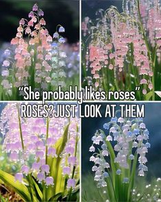 three pictures of flowers with the words, she probably likes roses? just look at them