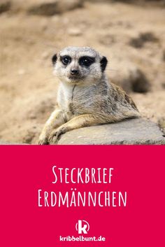 a meerkat sitting on top of a rock with the words steckbrief er