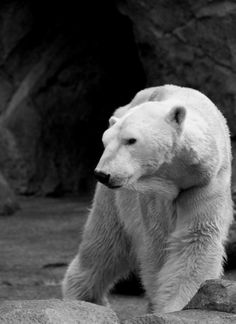 a white polar bear standing on some rocks