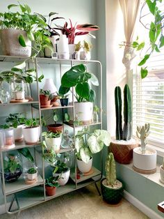 a shelf filled with potted plants next to a window