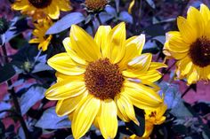 yellow sunflowers with green leaves in the foreground and red wall behind them