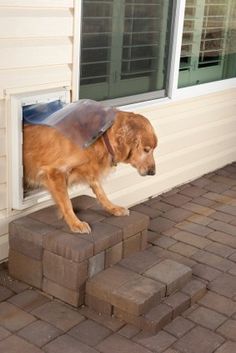 a brown dog wearing a plastic cone on top of it's head, climbing up the side of a house