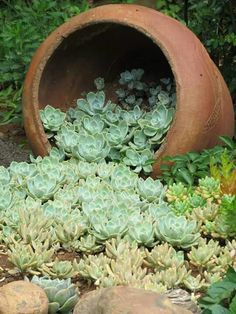 there are many succulents growing in the ground next to some rocks and plants