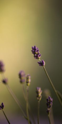 some purple flowers that are in the grass