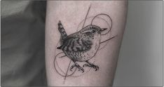 Wren Tattoos: History, Meanings & Designs Wren Tattoos For Women, Wren Line Drawing, House Wren Tattoo, Jenny Wren Tattoo, Wren Tattoo Design, Cactus Wren Tattoo, Fairy Wren Tattoo, Carolina Wren Tattoo, Warbler Tattoo