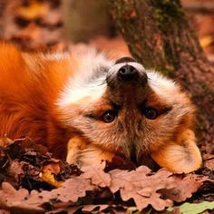 a dog laying on the ground with its head up and eyes wide open in front of a tree