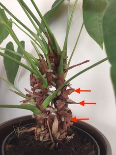 an image of a potted plant that has flowers on it and arrows pointing in different directions