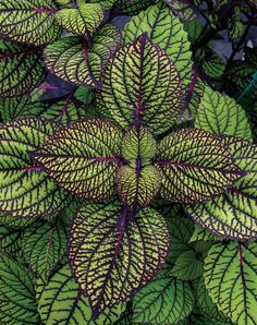 green and purple leaves are growing in the ground