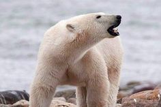 a polar bear is standing on rocks near the water and looking at something with his mouth open