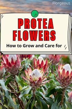 Growing  Protea Plants Proteas Flower, Protea Plant, Flower Planting, Protea Flowers, Step By Step Guide, Step Guide