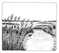 an ink drawing of a river surrounded by tall grass