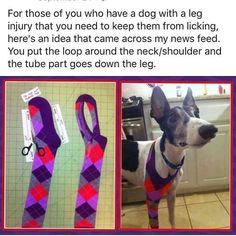 the dog is wearing a purple and red argyle sweater with scissors in it's mouth