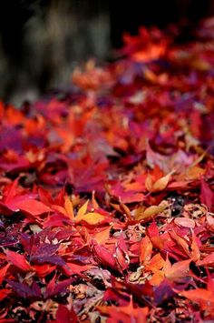 red and yellow leaves are scattered on the ground