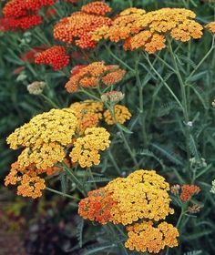 some very pretty yellow and red flowers in the grass